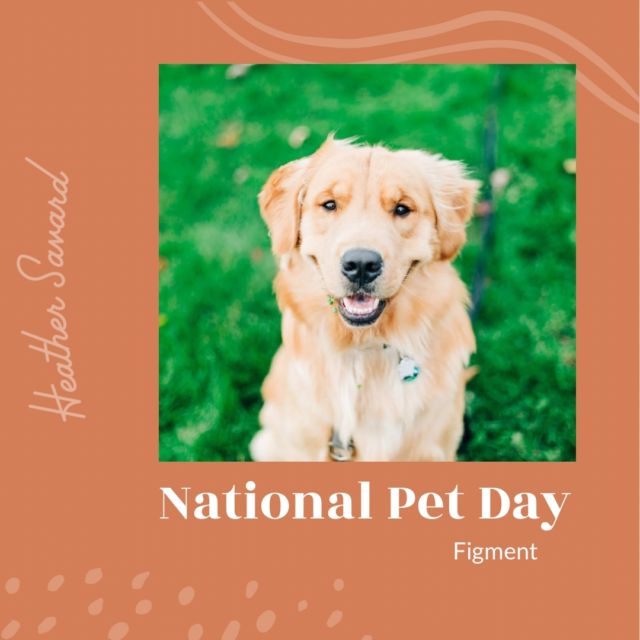 HAPPY NATIONAL PET DAY!! I have always been a crazy dog lady, but I didn’t realize how much until Figment joined our family! I just love him soooo much!

How are you celebrating with your furry friend?

SWIPE >> for goofy boy pictures ❤️

•
•
#heathersavardphotography #newcastleontario #gtaweddingphotographer #nationalpetday #figmentthegolden #claringtonphotographer #durhamregionphotographer #theheartuniversityelite #madewithmastin#goldensofcanada #canadiangoldens #aviemoregoldens #ontariogoldenretrievers #ontariogoldens #ilovemygolden #goldenlove #goldens #instagoldens #goldensofinstagram #goldenretriever #figmentthegolden